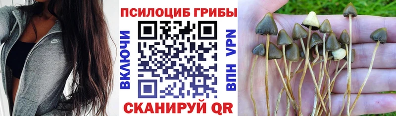 купить закладку Каменка Галлюциногенные грибы MAGIC MUSHROOMS